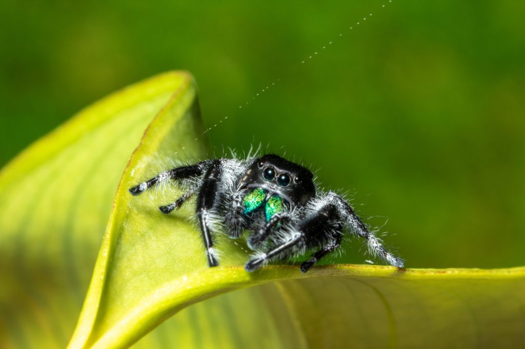 what do jumping spiders eat (6)