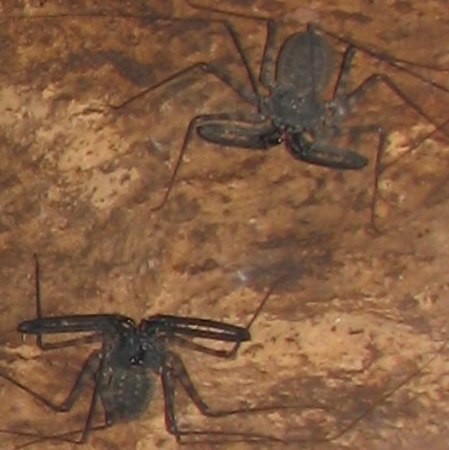 whip spiders (1)