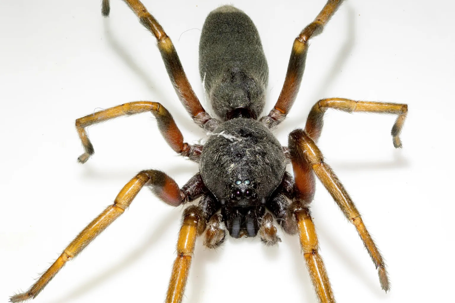 White-tailed Spider 