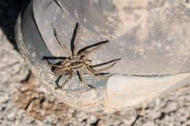 wolf spiders (1)