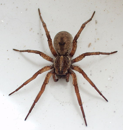 wolf spiders (1)