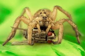 wolf spiders (2)