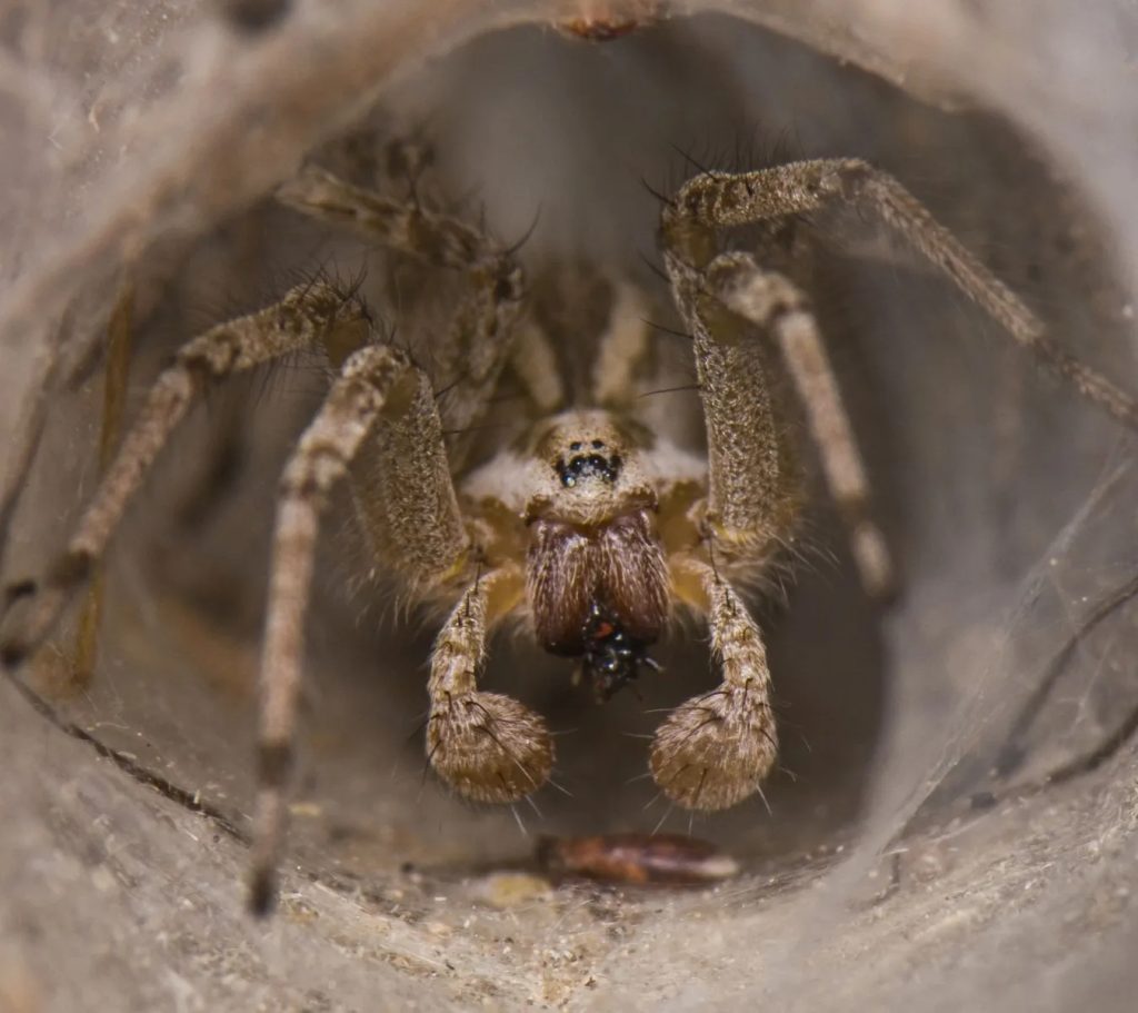 wolf spiders (3)