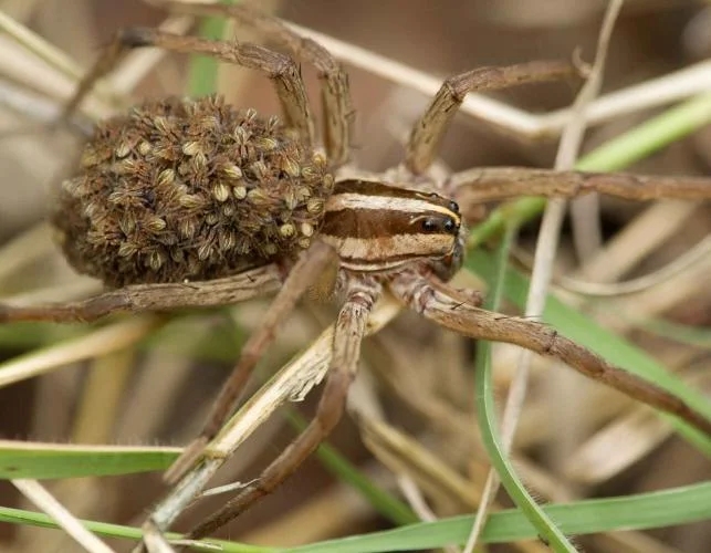 wolf spiders (4)