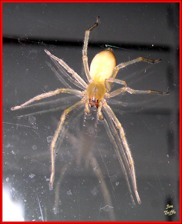 yellow sac spiders (1)