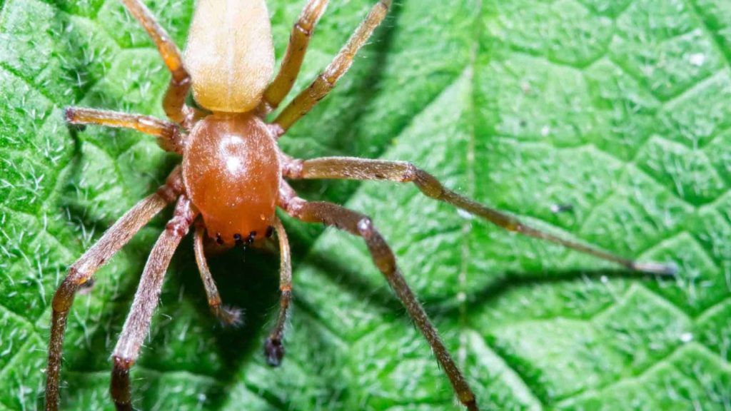 yellow sac spiders (2)