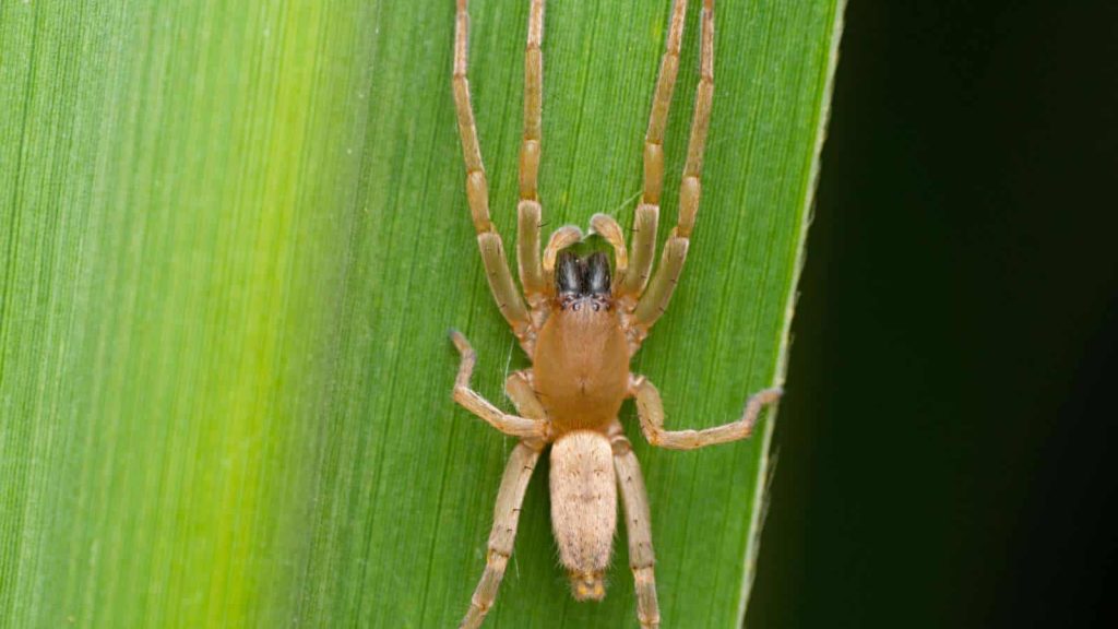 yellow sac spiders (3)