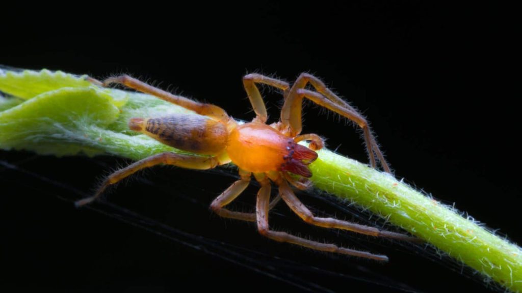 yellow sac spiders (4)