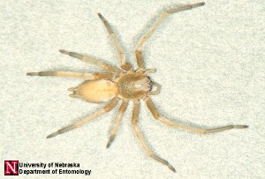 yellow sac spiders (6)