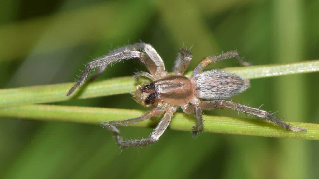 yellow sac spiders (8)