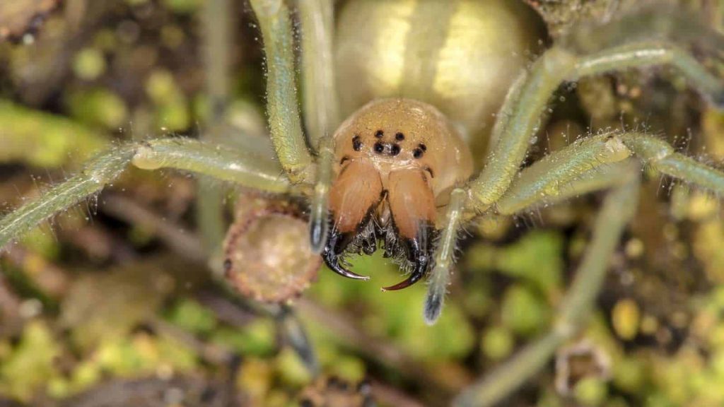 yellow sac spiders (9)