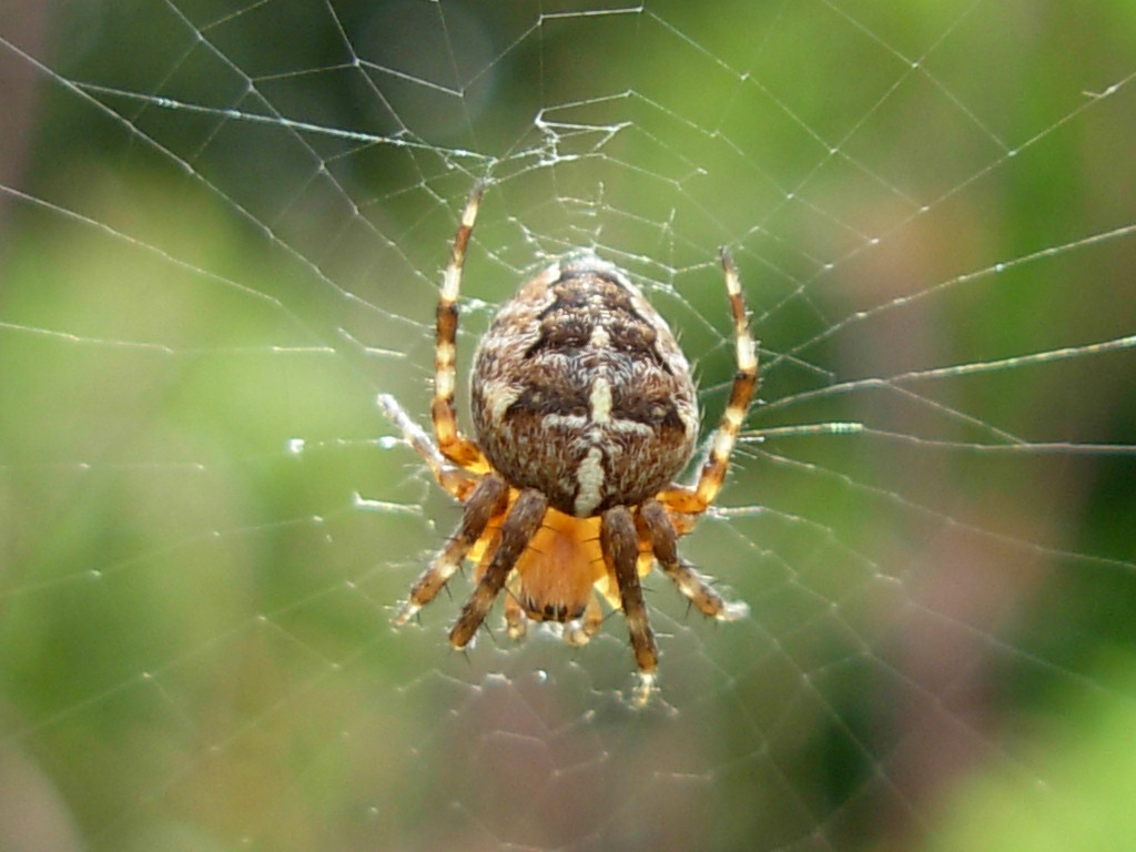 araneus (3)