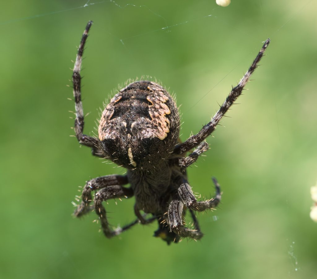 araneus (5)