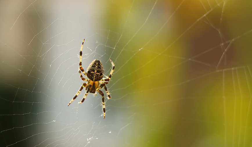 close up of a spider with a web in the garden