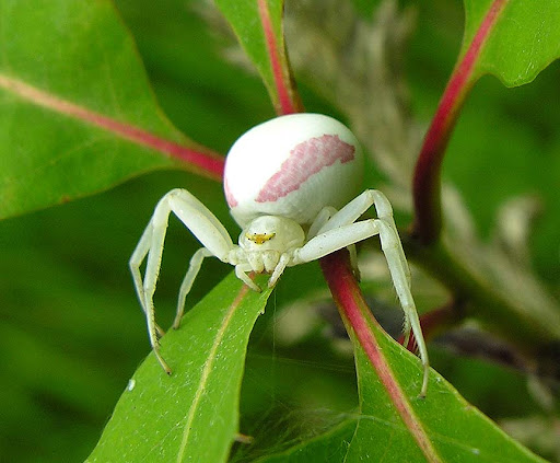 are crab spiders poisonous (1)