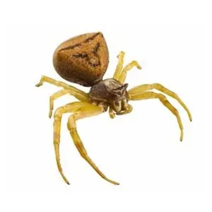 are crab spiders poisonous (2)