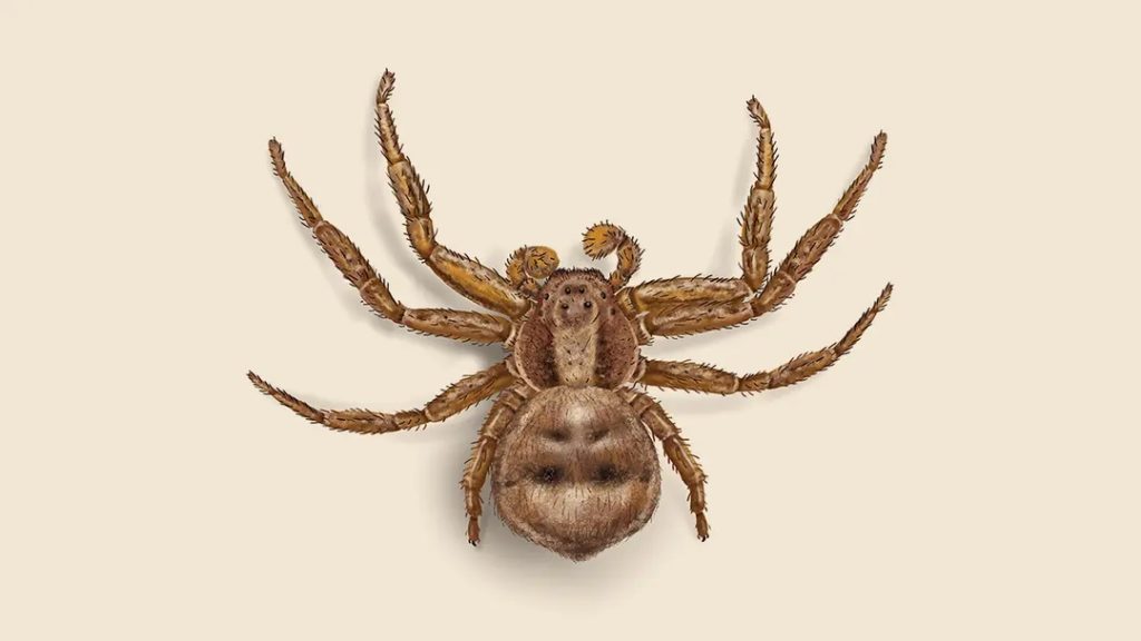 are crab spiders poisonous (3)