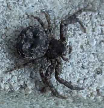 are crab spiders poisonous (4)