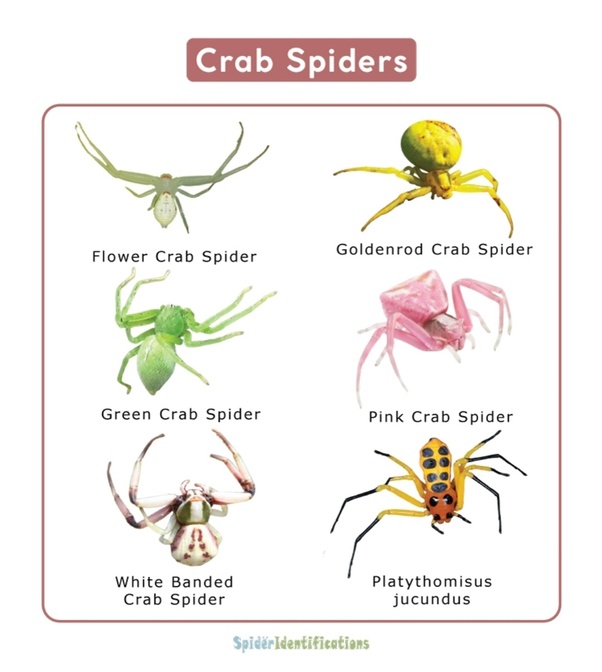 are crab spiders poisonous (5)