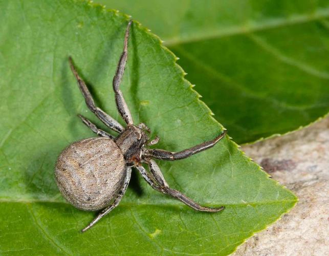 are crab spiders poisonous (7)