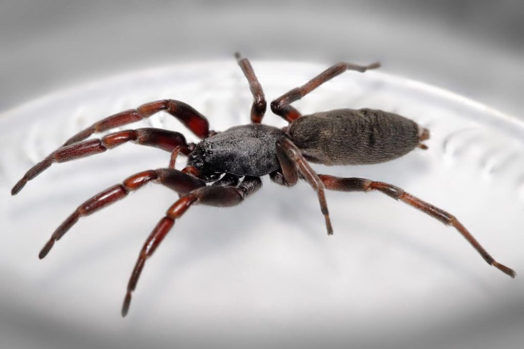 are ground spiders poisonous (2)