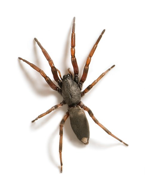 are ground spiders poisonous (3)