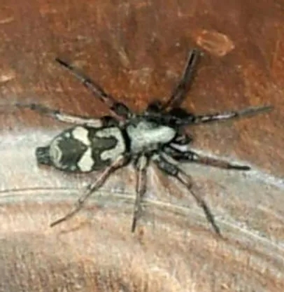 are ground spiders poisonous (6)