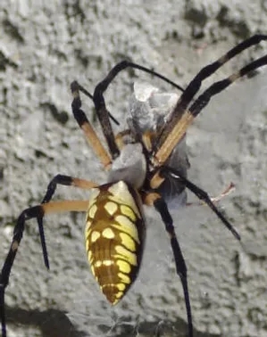 argiope.webp