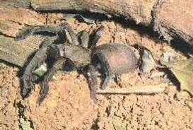 australia bird eating spider (1)