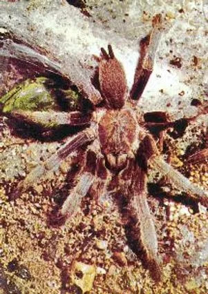 australia bird eating spider (2)