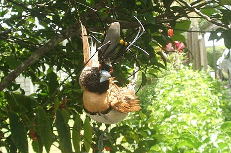 australia bird eating spider (5)