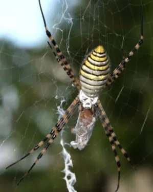 black and yellow garden spider (1)