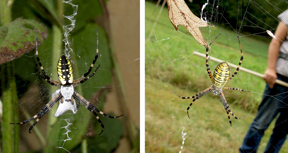 black and yellow garden spider (1)