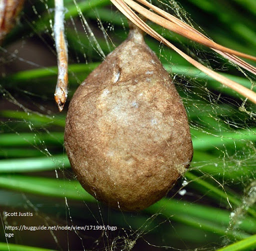 black and yellow garden spider (3)