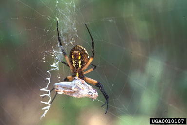 black and yellow garden spider (4)