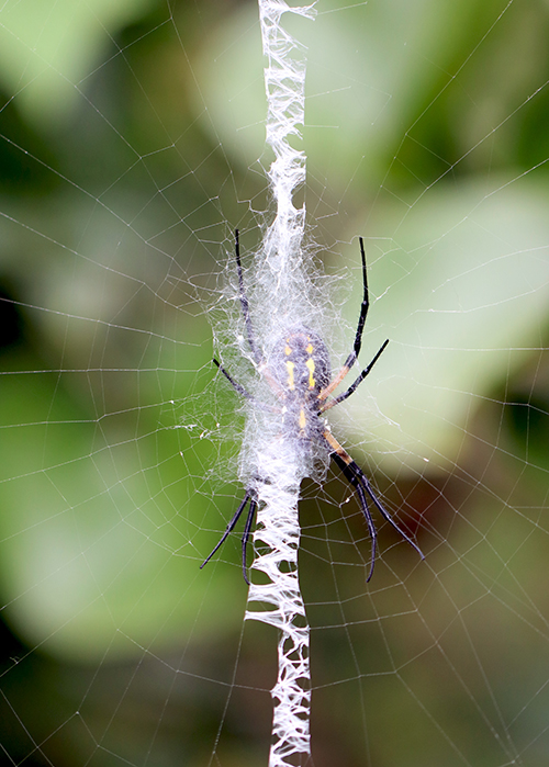 black and yellow garden spider (5)