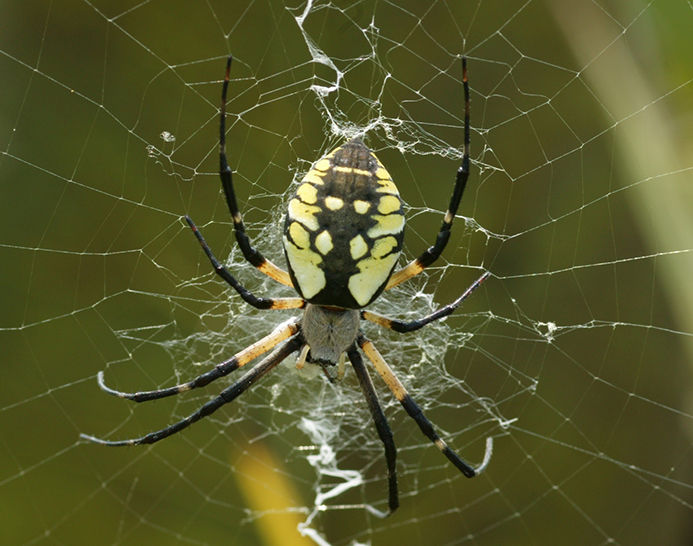 black and yellow garden spider (6)