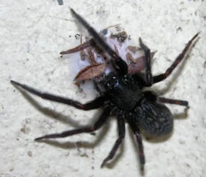 black house spider (1)