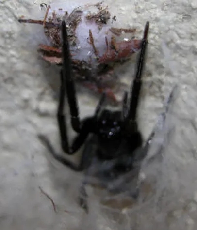 black house spider (2)