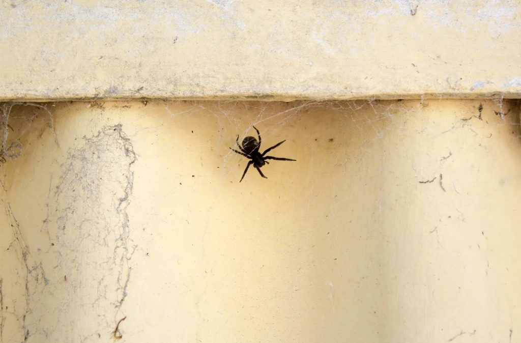 black house spider (5)