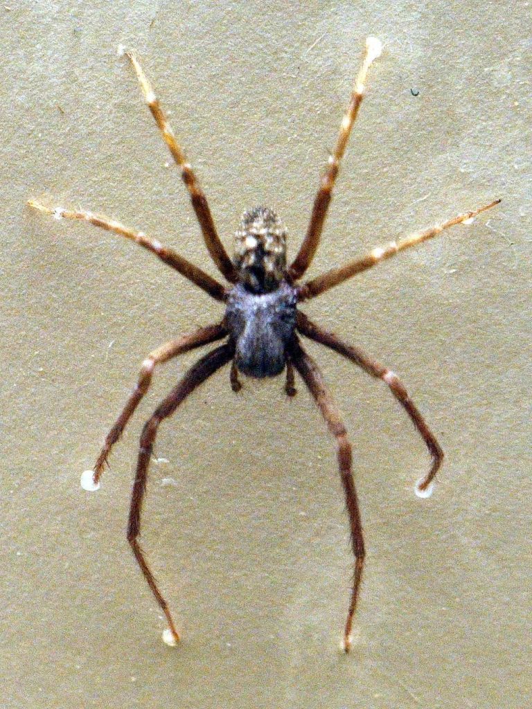 black house spider (6)