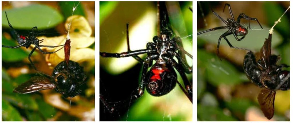 black widow spider bite pictures & symptoms (1)