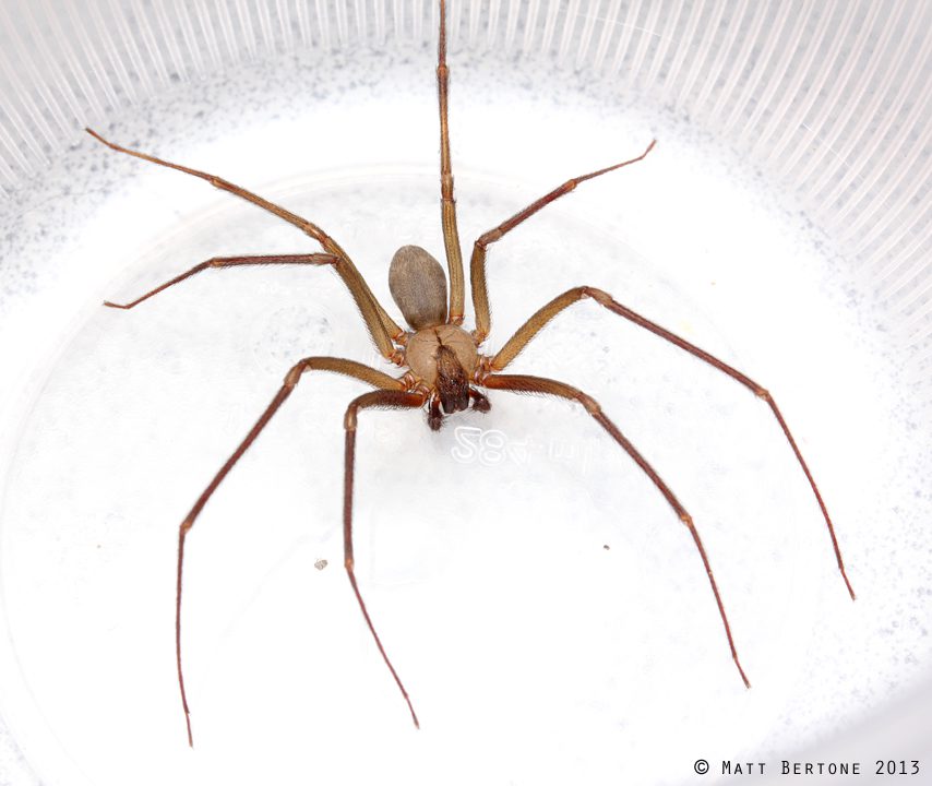 brown recluse spider bite stages pictures (1)