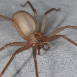 brown recluse spider bite stages pictures (3)