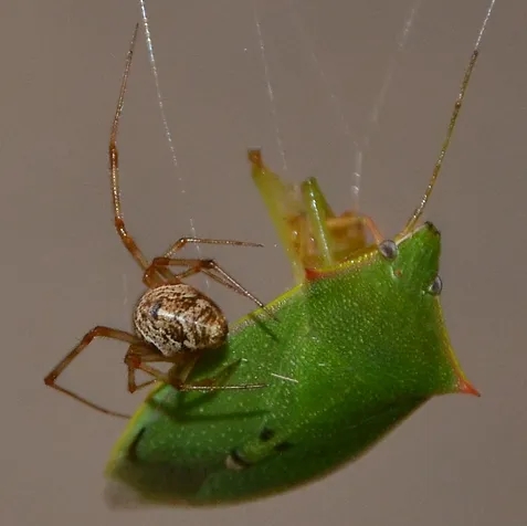 common house spider (1)