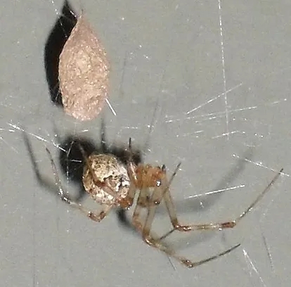 common house spider (2)