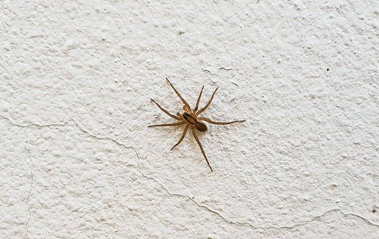 common house spider (4)