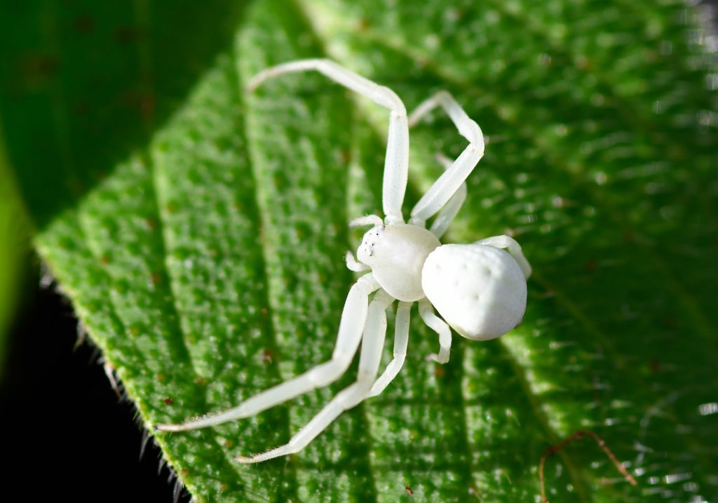 crab spiders