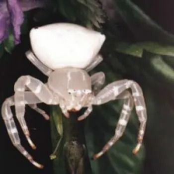 crab spiders (2)