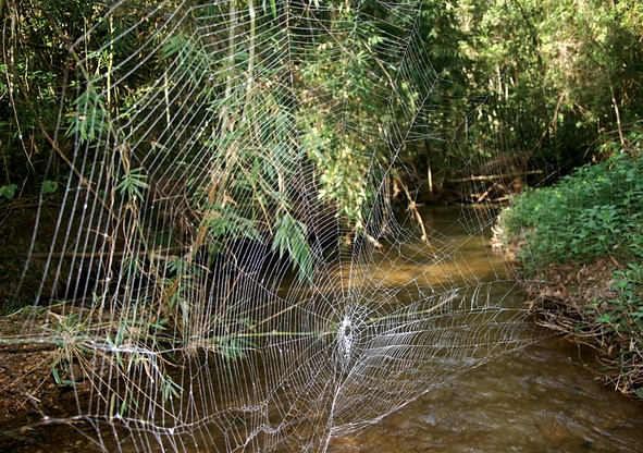 darwin's bark spider (1)